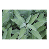 Herb - Sage - Bunch
