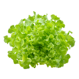 Lettuce - Oak Green - Each