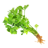 Herb - Coriander - Bunch