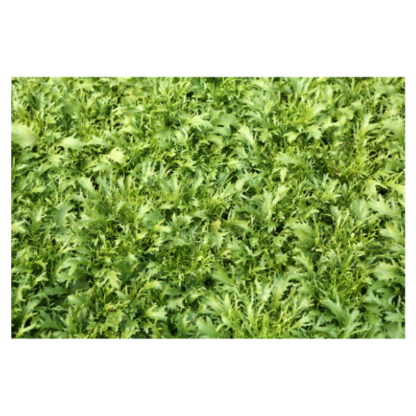 Lettuce - Rocket - Bag - 500g