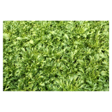 Lettuce - Rocket - Bag - 500g