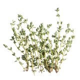 Herb - Thyme - Bunch