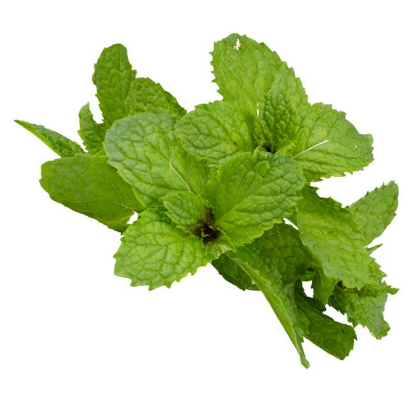 Herb - Mint - Bunch