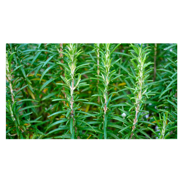 Herb - Rosemary - Bunch