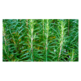 Herb - Rosemary - Bunch
