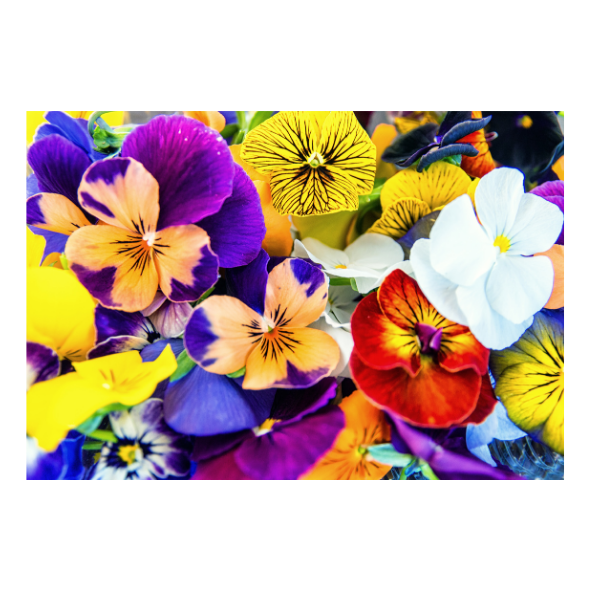 Herbs - Edible Flowers - Punnet