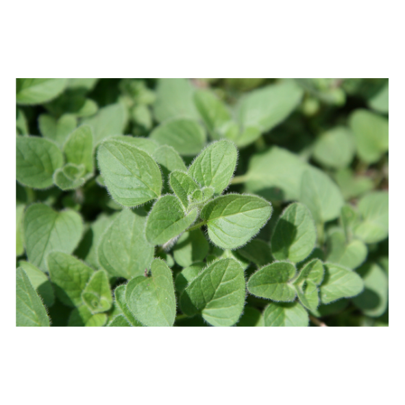 Herb - Oregano - Bunch