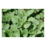 Herb - Oregano - Bunch