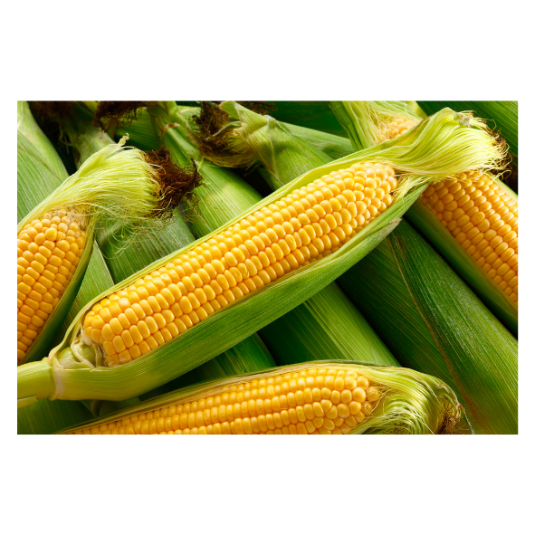 Corn - Sweet - Each