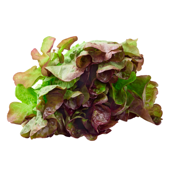 Lettuce - Oak Red - Each