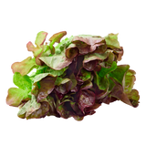 Lettuce - Oak Red - Each