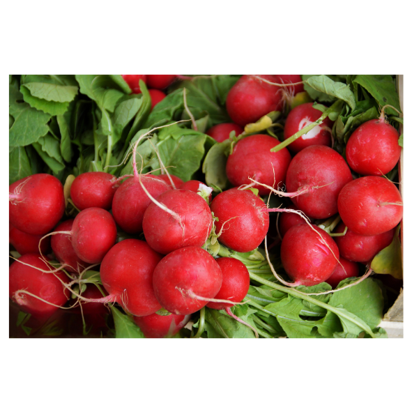 Radish - Packet