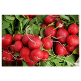 Radish - Packet