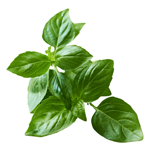 Herb - Basil - Bunch